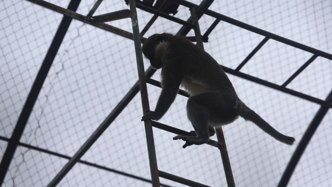Foto - Ormandan hayvanat bahçesine Yakalanıp sürgüne gönderildi!