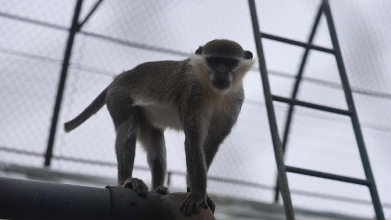 Ormandan hayvanat bahçesine Yakalanıp sürgüne gönderildi!