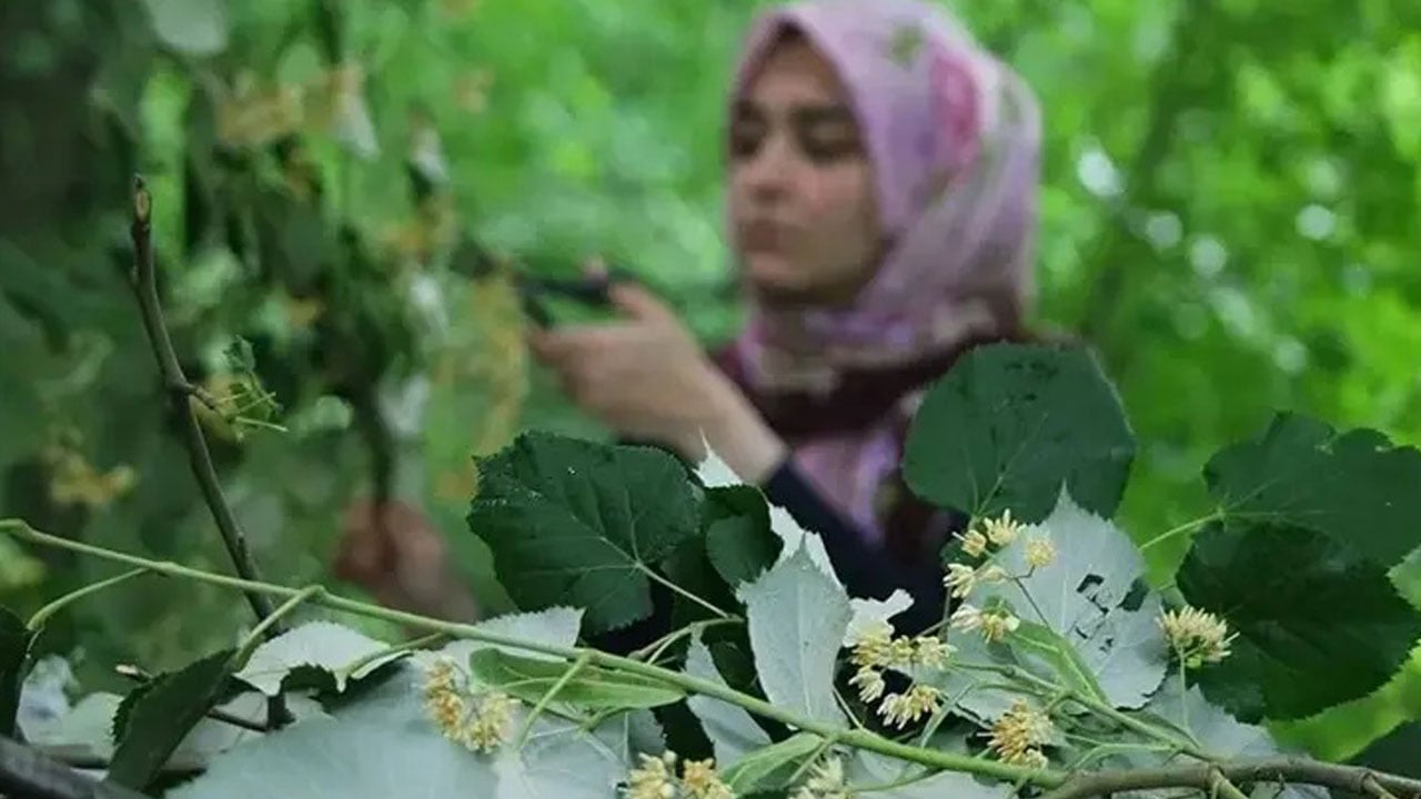 Foto - Ormanın hazinesi… Hem zengin oldular hem şifa dağıttılar!
