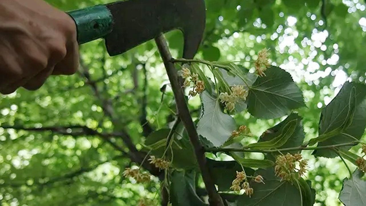 Foto - Ormanın hazinesi… Hem zengin oldular hem şifa dağıttılar!