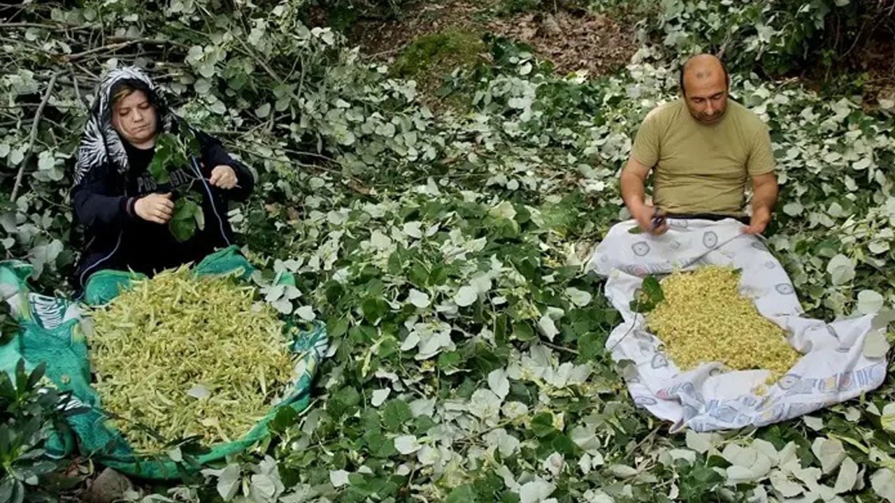 Foto - Ormanın hazinesi… Hem zengin oldular hem şifa dağıttılar!