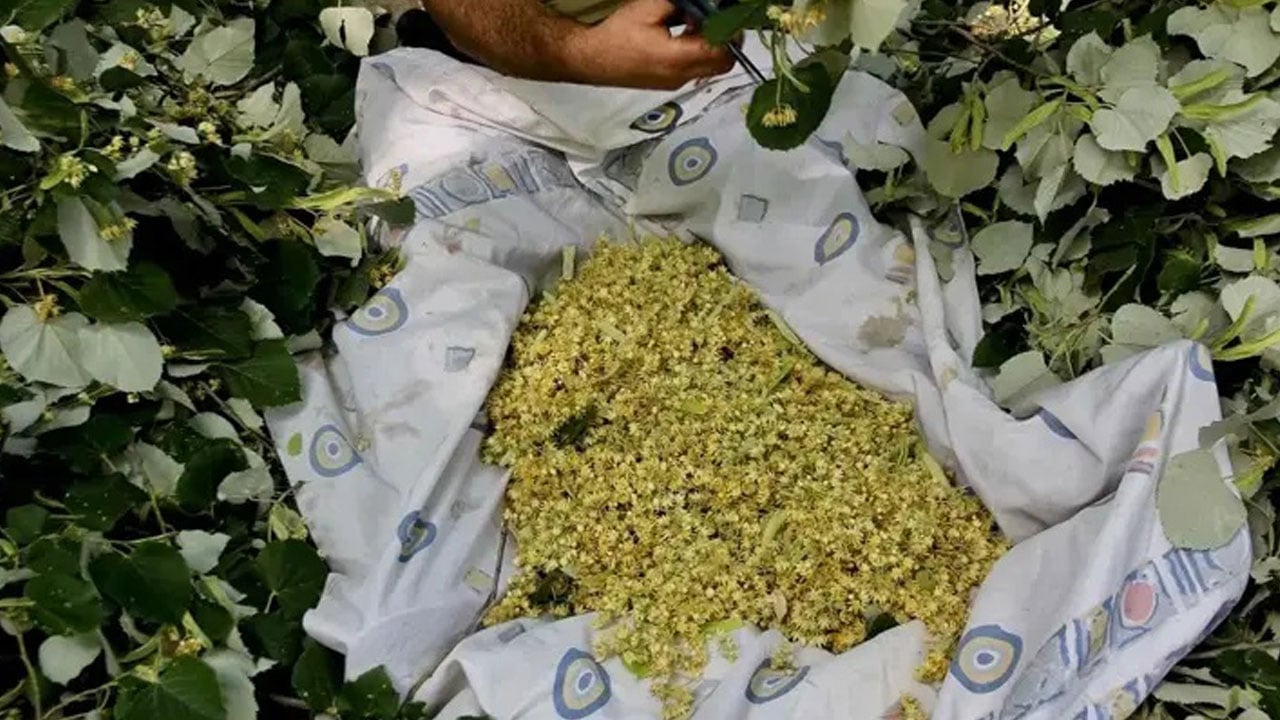 Foto - Ormanın hazinesi… Hem zengin oldular hem şifa dağıttılar!