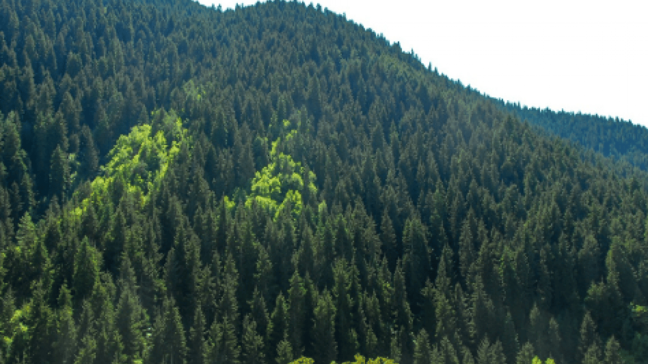 Foto - Ormanlarda yangınlara karşı ‘çelik zırh’ dönemi: Riskler sıfıra indirilecek