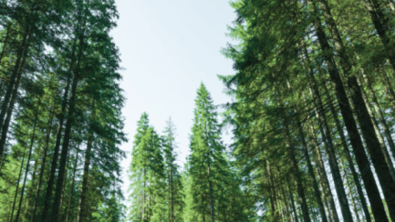 Foto - Ormanlarda yangınlara karşı ‘çelik zırh’ dönemi: Riskler sıfıra indirilecek