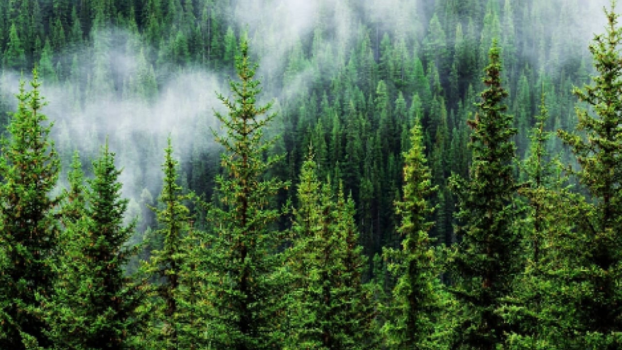 Foto - Ormanlarda yangınlara karşı ‘çelik zırh’ dönemi: Riskler sıfıra indirilecek