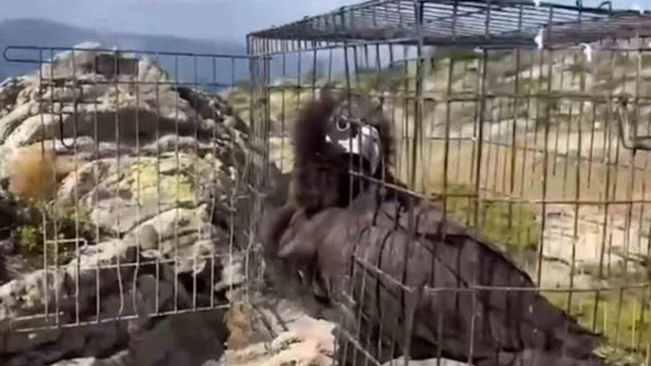 Foto - Ormanların sakinleri evine dönüyor: 211 yaban hayvanı doğaya salındı