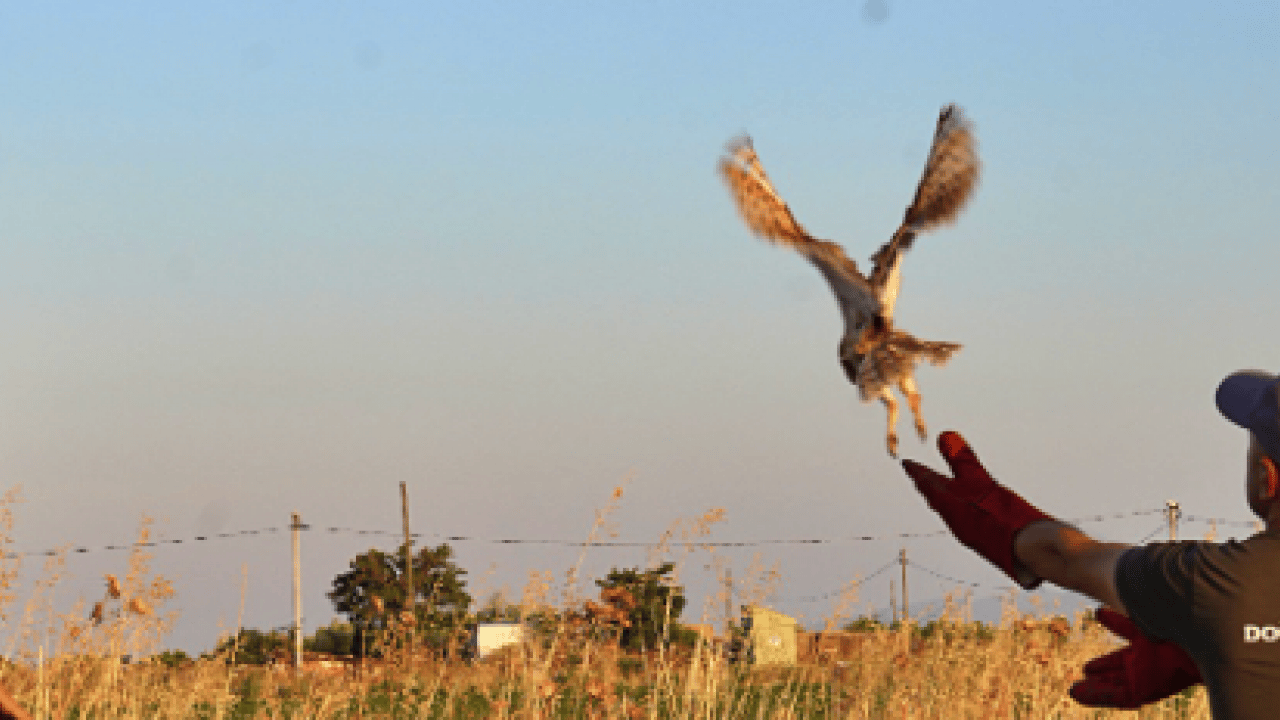 Foto - Ormanların sakinleri evine dönüyor: 211 yaban hayvanı doğaya salındı
