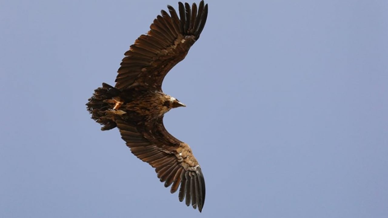 Foto - Ormanların sakinleri evine dönüyor: 211 yaban hayvanı doğaya salındı