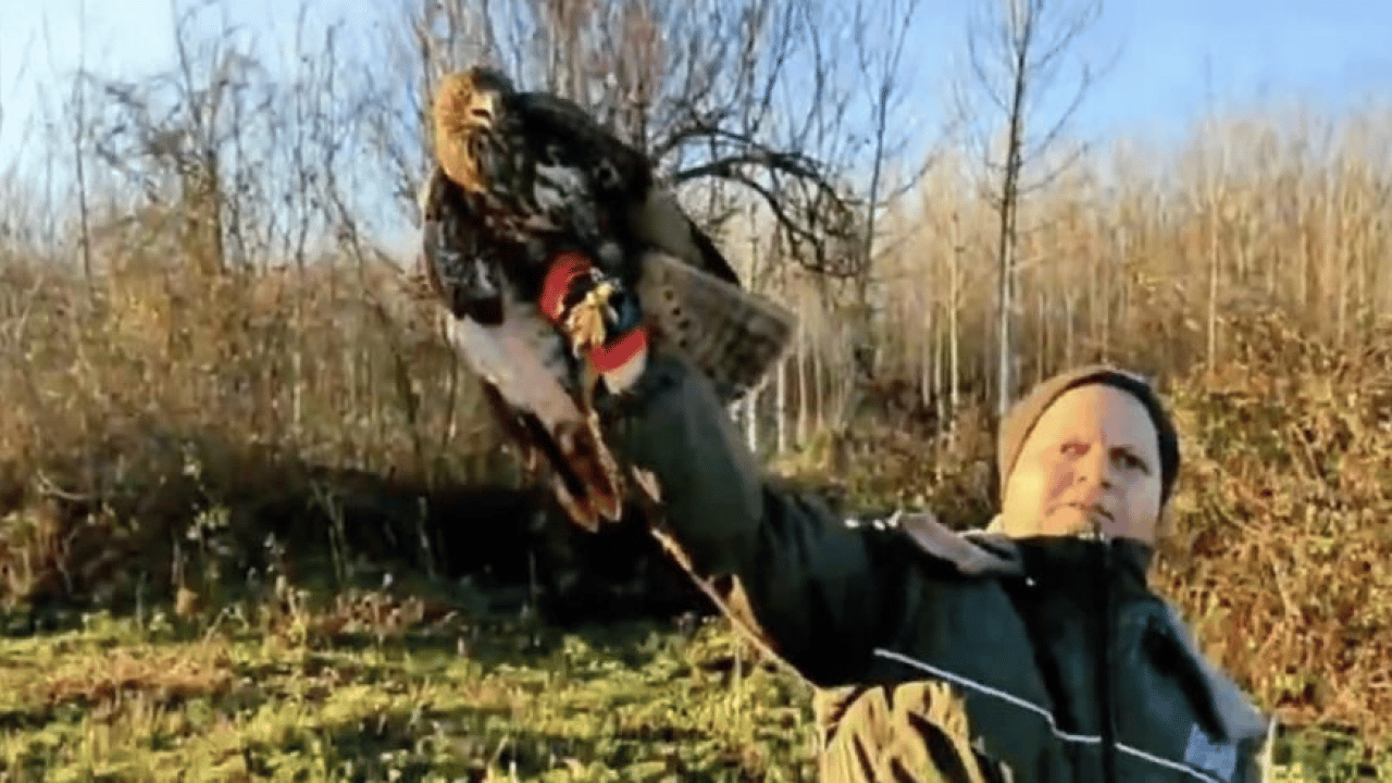 Foto - Ormanların sakinleri evine dönüyor: 211 yaban hayvanı doğaya salındı