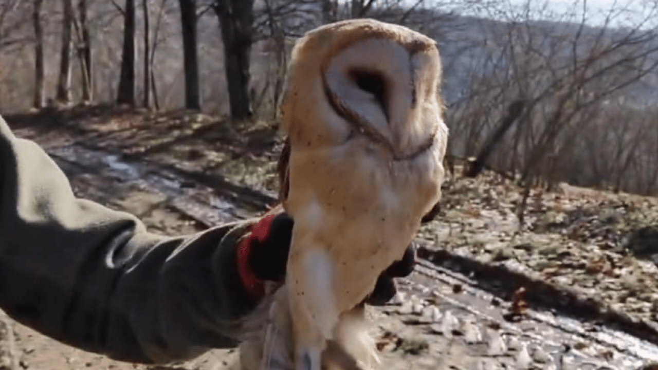 Foto - Ormanların sakinleri evine dönüyor: 211 yaban hayvanı doğaya salındı