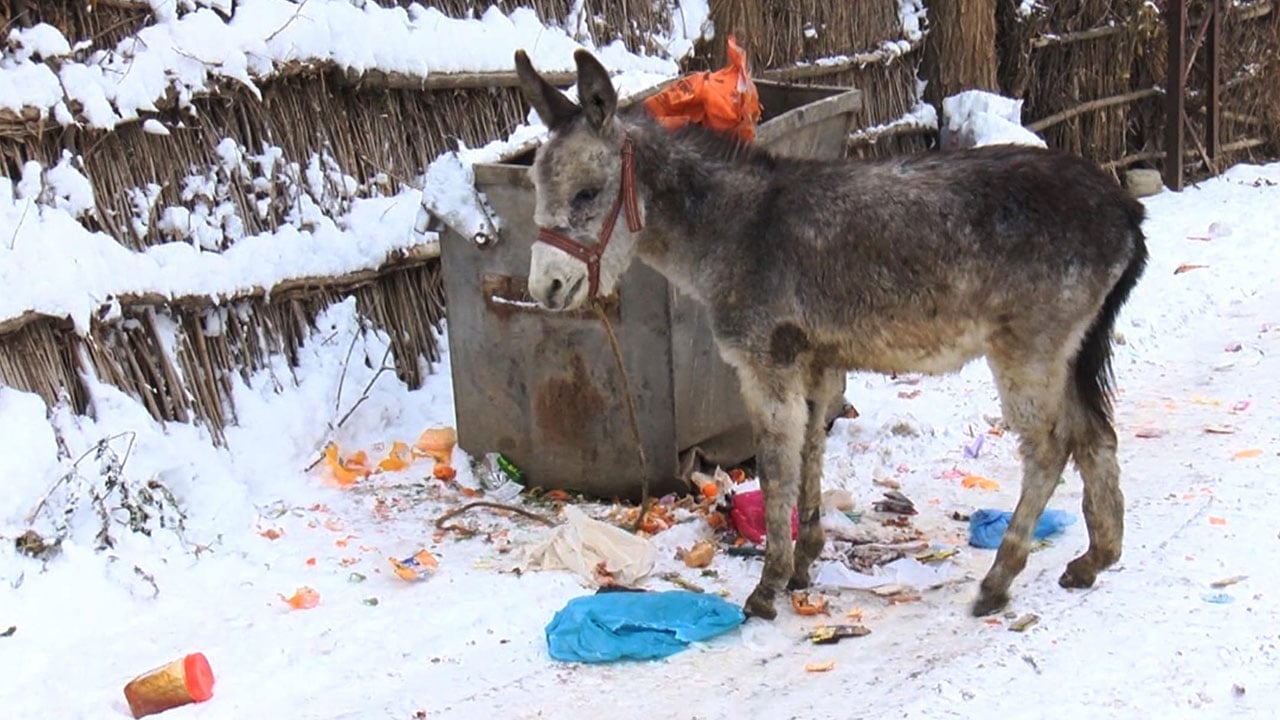 Foto - Örnek davranış! Kış gelince unutulan canlara sahip çıktı