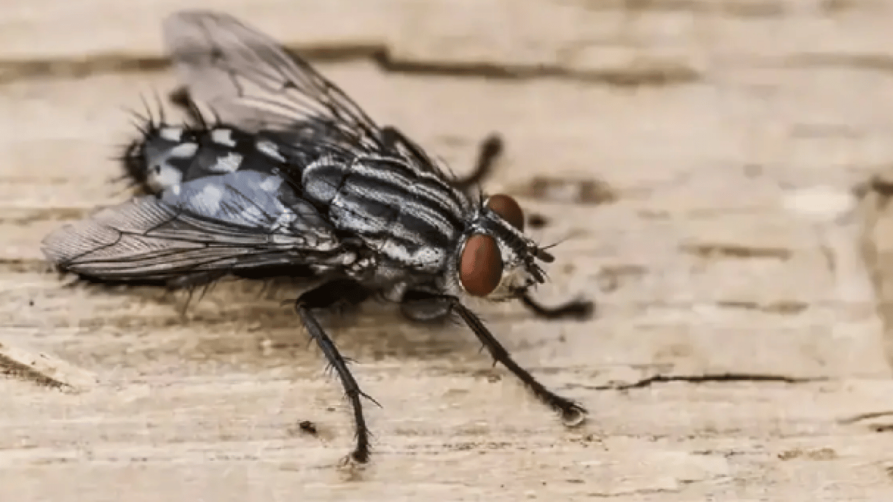 Foto - Ortadan ikiye bölüp eve koyun! İşte karasinekleri uzaklaştırmanın yolu!