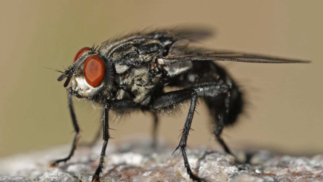 Foto - Ortadan ikiye bölüp eve koyun! İşte karasinekleri uzaklaştırmanın yolu!