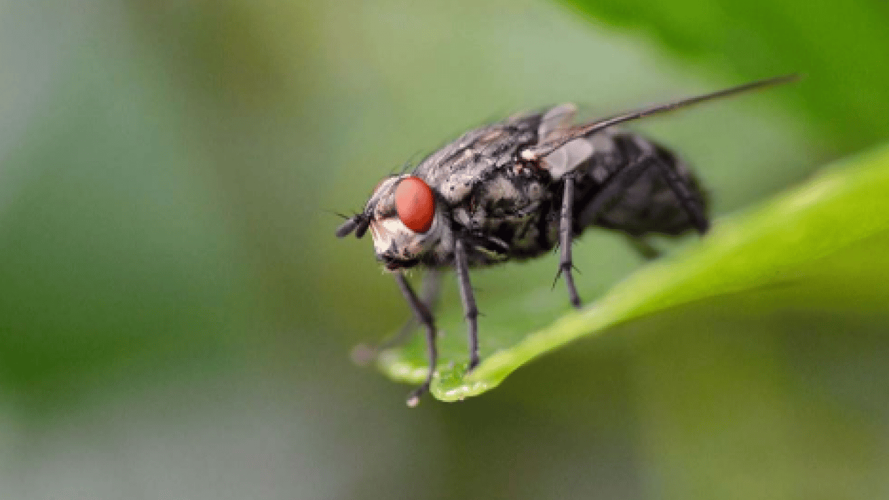 Foto - Ortadan ikiye bölüp eve koyun! İşte karasinekleri uzaklaştırmanın yolu!