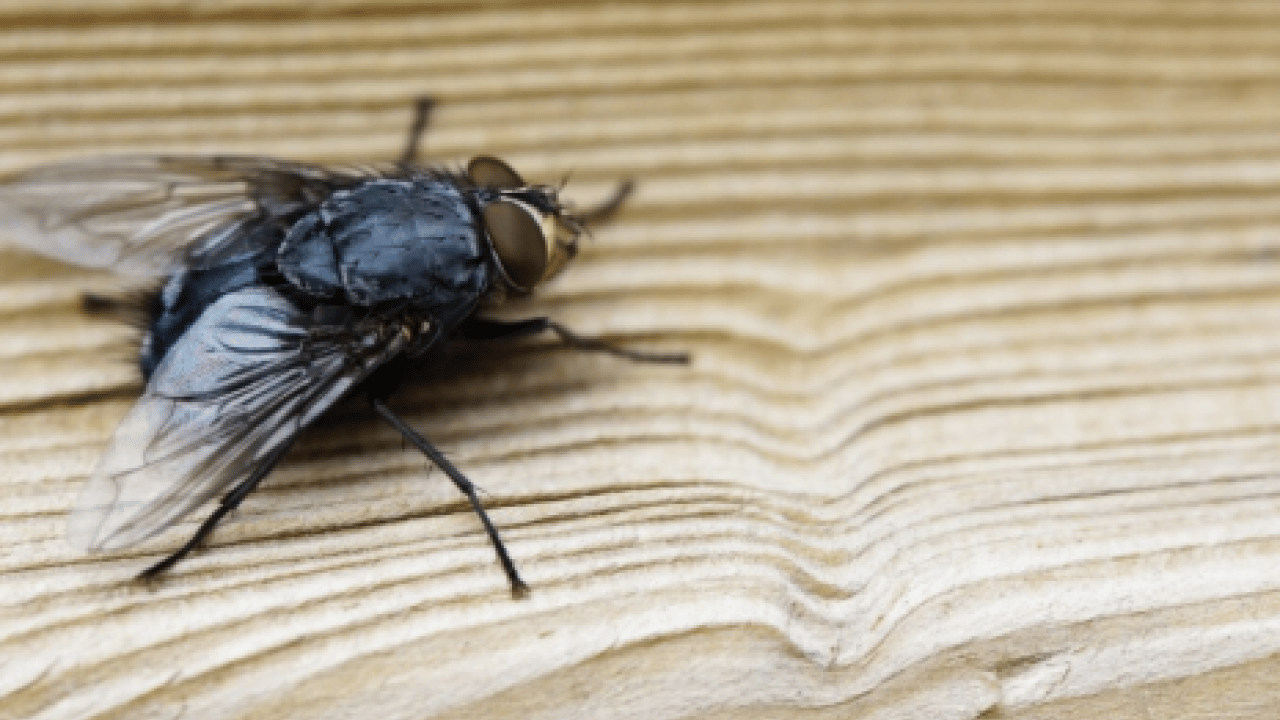 Foto - Ortadan ikiye bölüp eve koyun! İşte karasinekleri uzaklaştırmanın yolu!