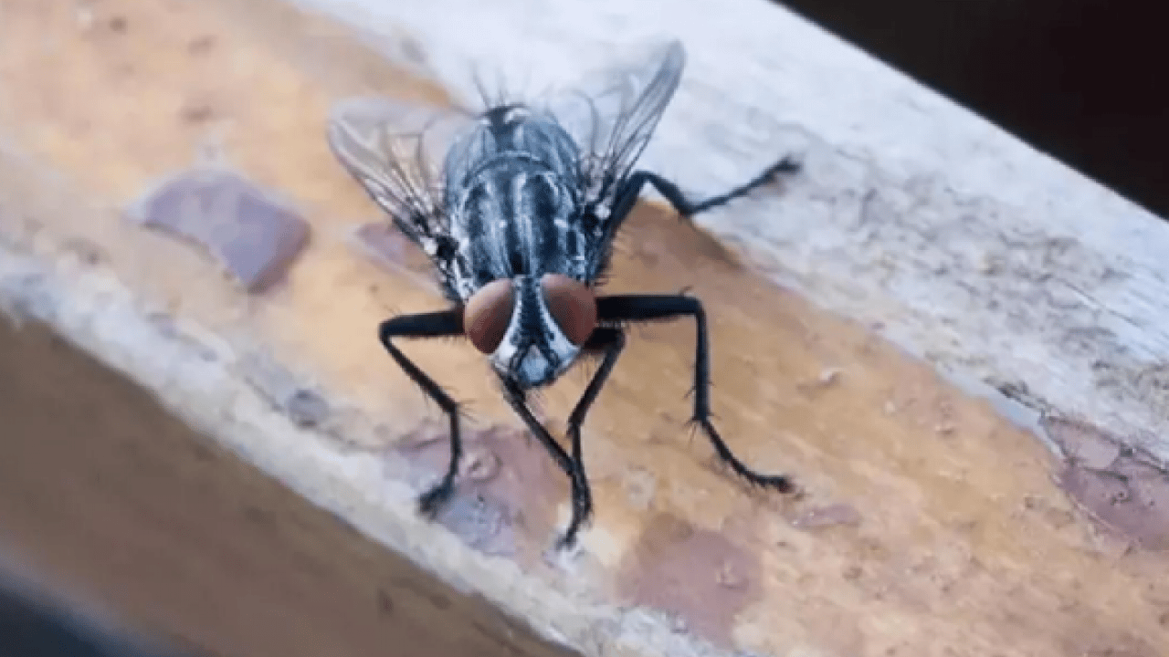 Foto - Ortadan ikiye bölüp eve koyun! İşte karasinekleri uzaklaştırmanın yolu!