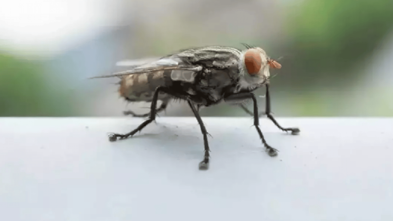 Ortadan ikiye bölüp eve koyun! İşte karasinekleri uzaklaştırmanın yolu!