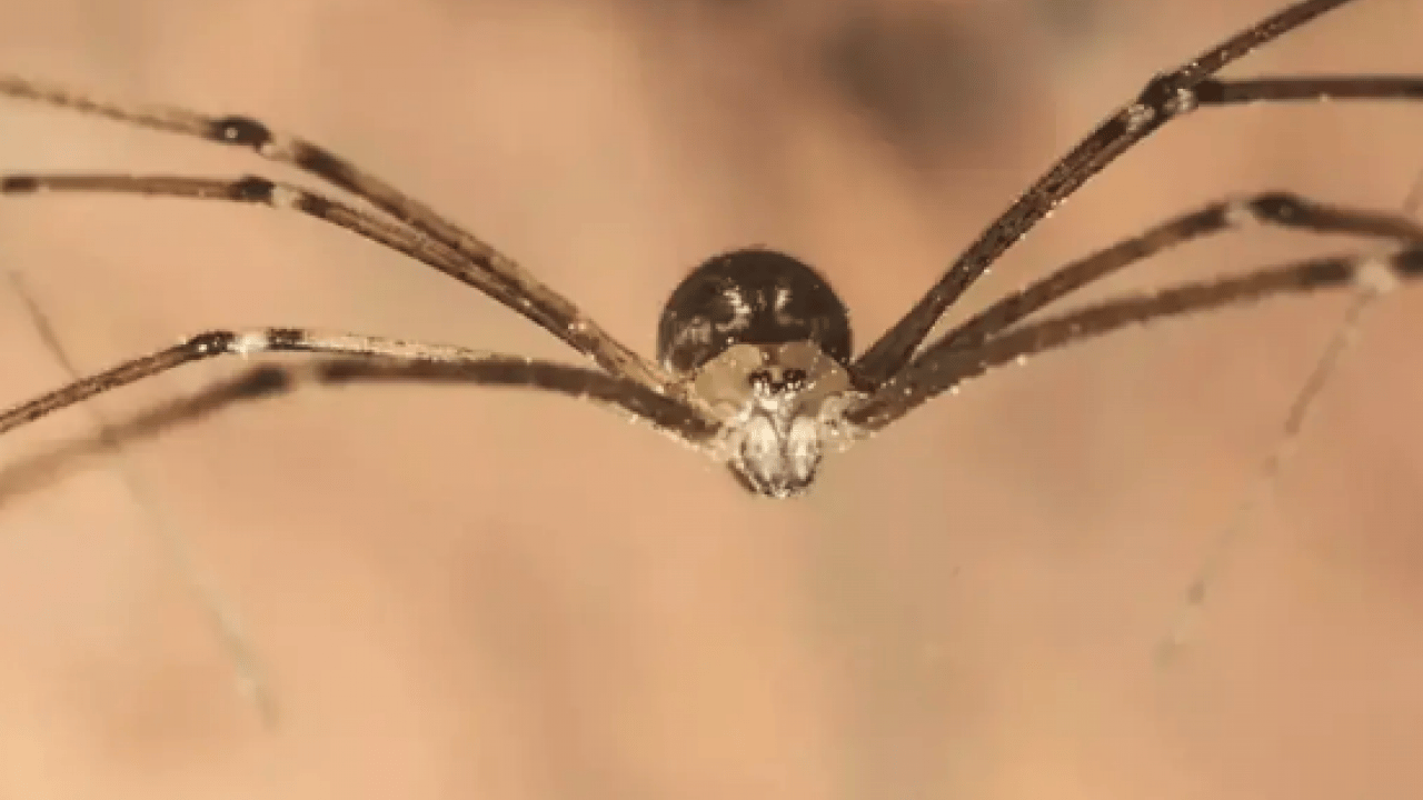 Foto - Örümcek varsa, işte sebebi! Keşke daha önce bilseydim dedirtir...