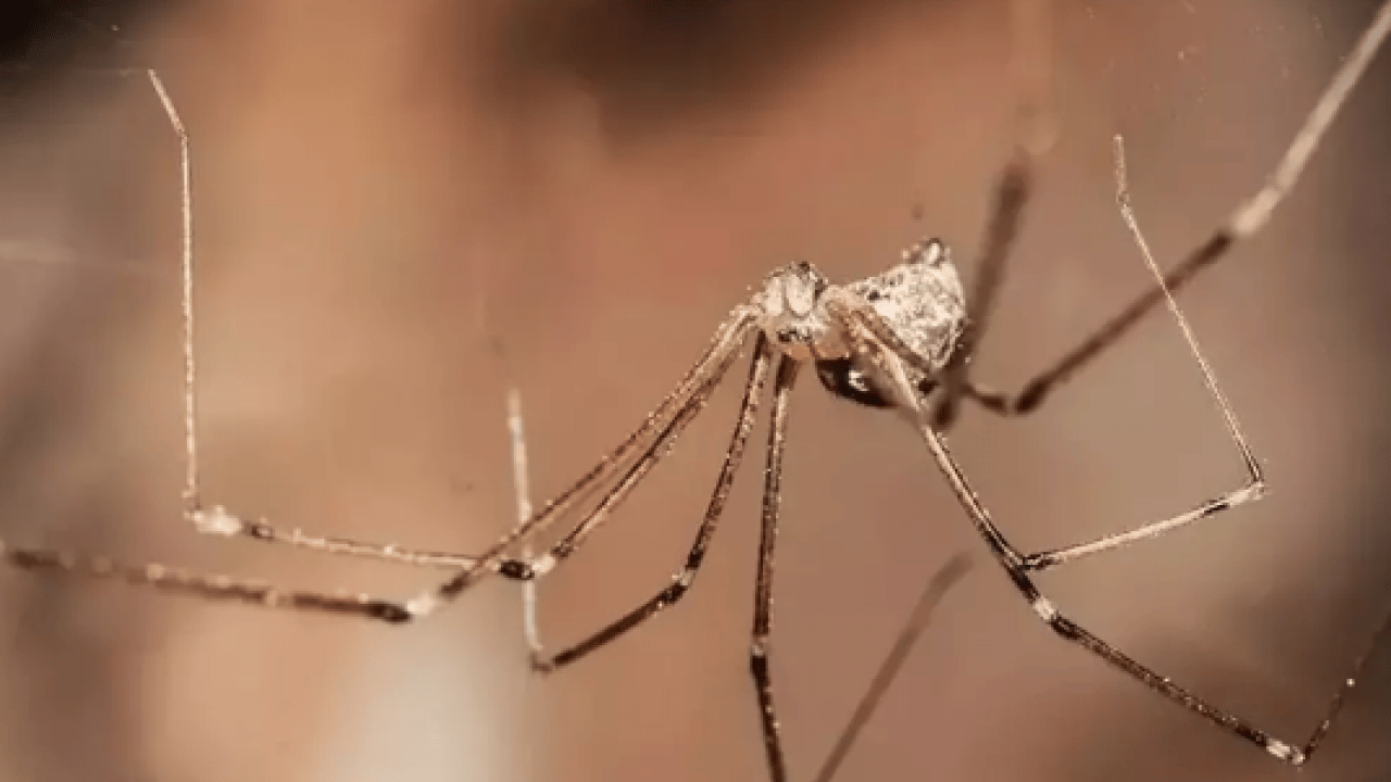 Örümcek varsa, işte sebebi! Keşke daha önce bilseydim dedirtir...