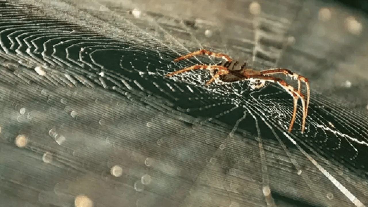 Foto - Örümcek varsa, işte sebebi! Keşke daha önce bilseydim dedirtir...