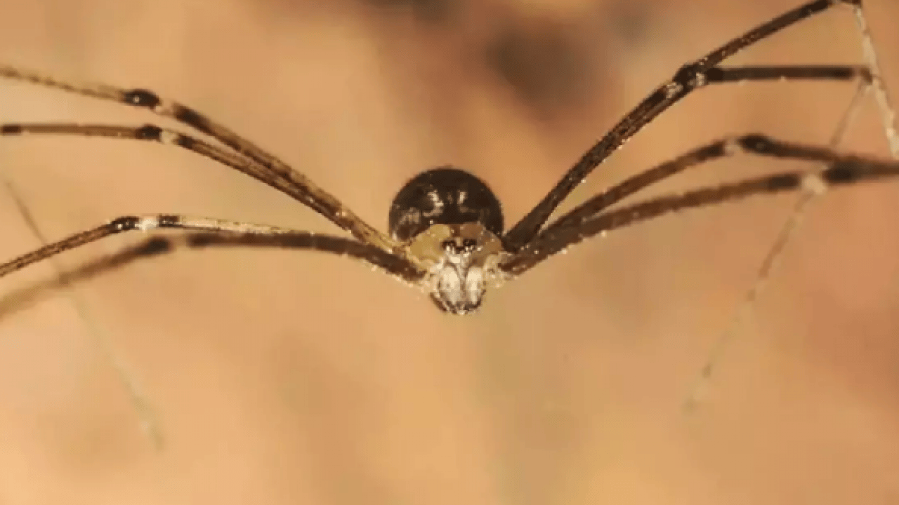 Örümcekleri uzak tutmanın yolu belli oldu! Meğer bu kadar kolaymış!