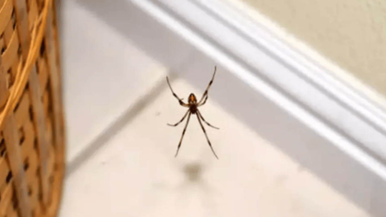 Foto - Örümcekleri uzak tutmanın yolu belli oldu! Meğer bu kadar kolaymış!