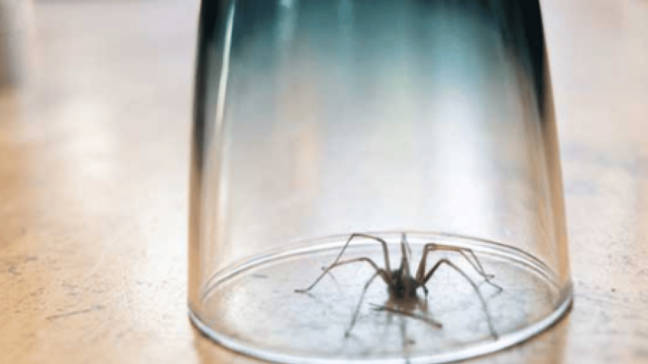 Foto - Örümcekleri uzak tutmanın yolu belli oldu! Meğer bu kadar kolaymış!