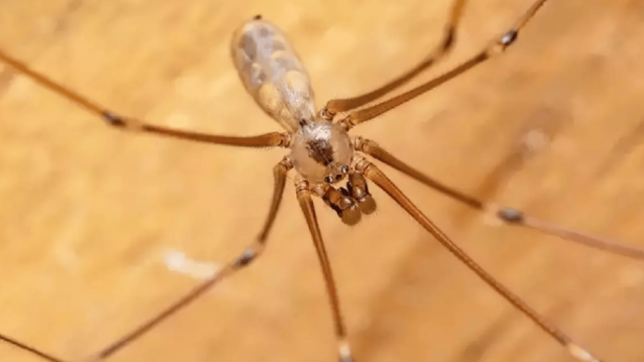 Foto - Örümcekleri uzak tutmanın yolu belli oldu! Meğer bu kadar kolaymış!