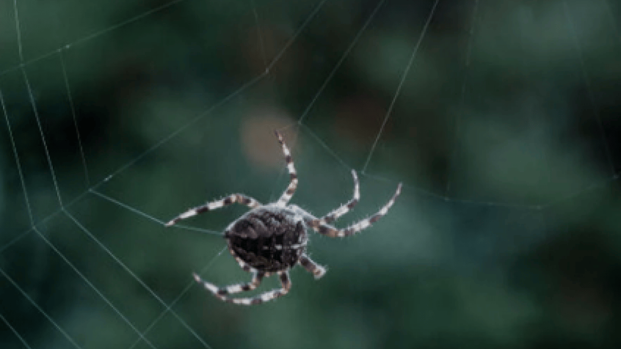Foto - Örümcekleri uzak tutmanın yolu belli oldu! Meğer bu kadar kolaymış!