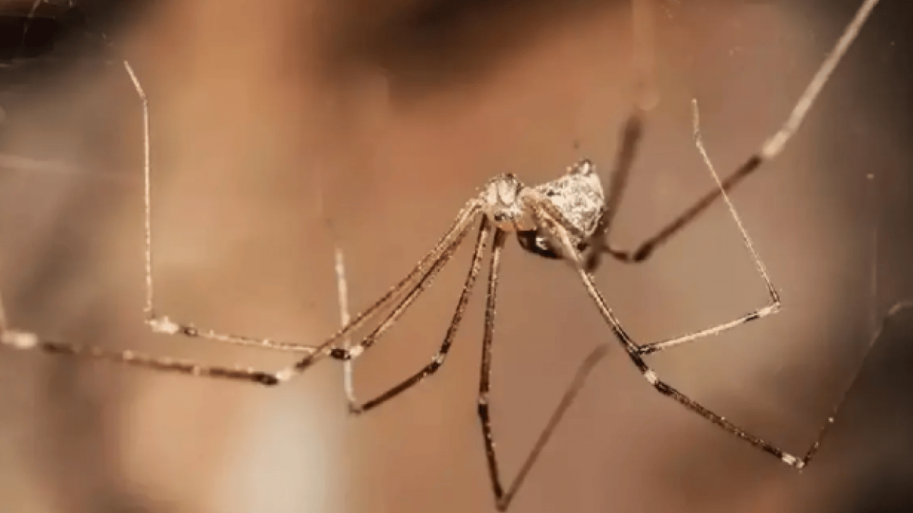 Foto - Örümcekleri uzak tutmanın yolu belli oldu! Meğer bu kadar kolaymış!