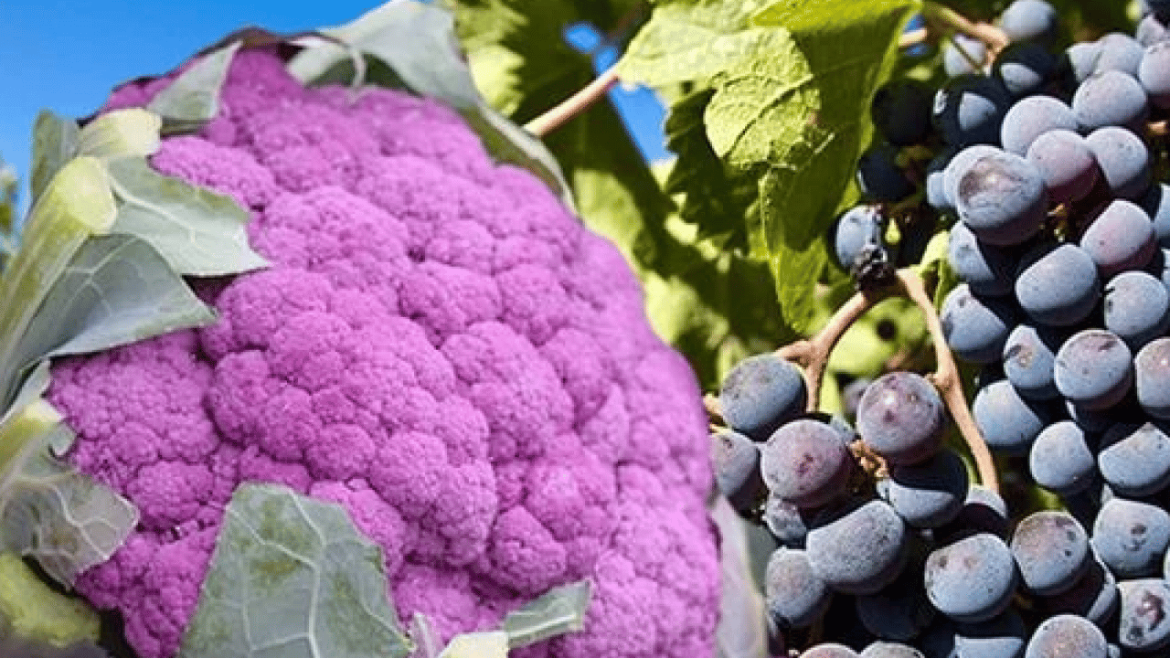 Foto - Osman Müftüoğlu Alzaymır için bol bol tüketin diyerek önerdi! Beyni morartmak çok iyi bir şeydir diye peş peşe açıkladı