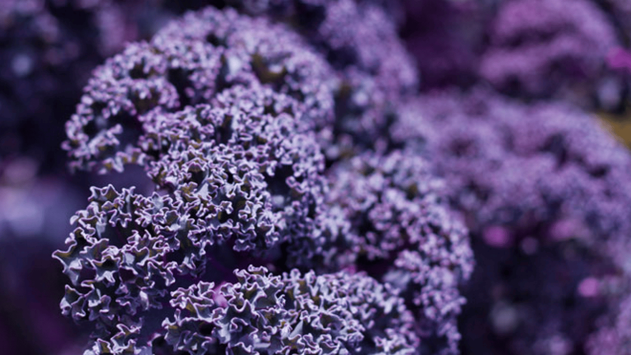 Foto - Osman Müftüoğlu Alzaymır için bol bol tüketin diyerek önerdi! Beyni morartmak çok iyi bir şeydir diye peş peşe açıkladı