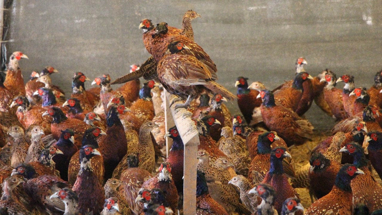 Foto - Osmanlı mutfağının yıldızıydı! Unutulan saray lezzeti için düğmeye basıldı