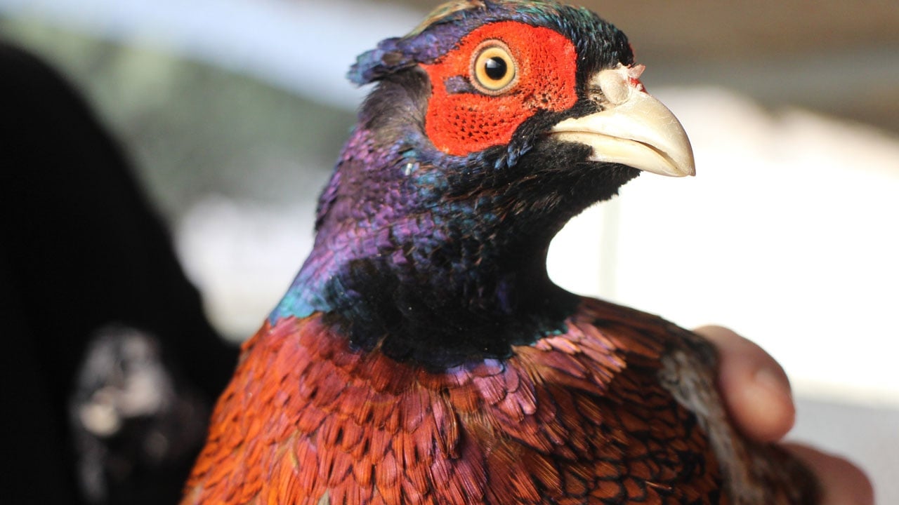 Foto - Osmanlı mutfağının yıldızıydı! Unutulan saray lezzeti için düğmeye basıldı