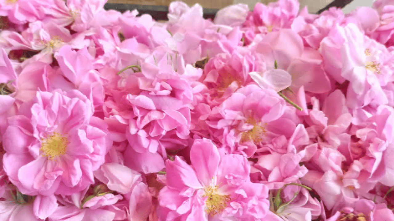 Foto - Osmanlı padişahlarının gözdesi: Mideyi koruma altına alıyor