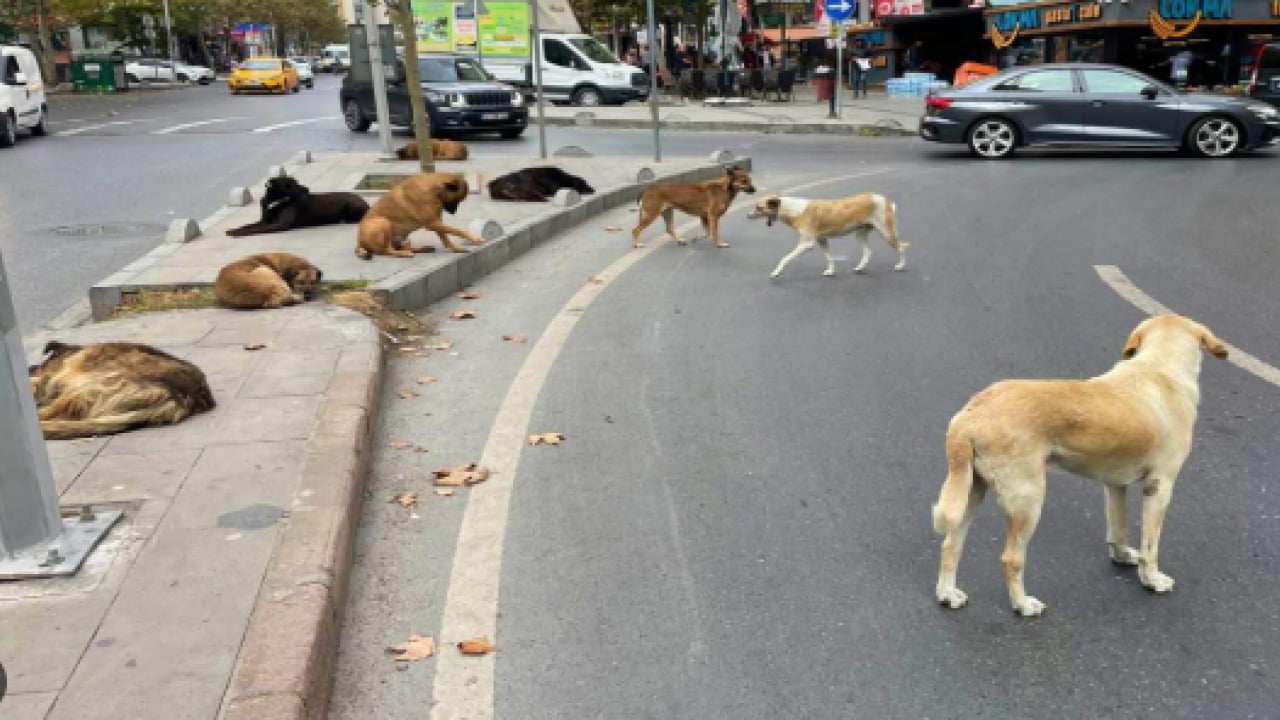 Foto - Otogarda ‘köpek terörü’ skandalı! Yolcu kadına vahşi saldırı