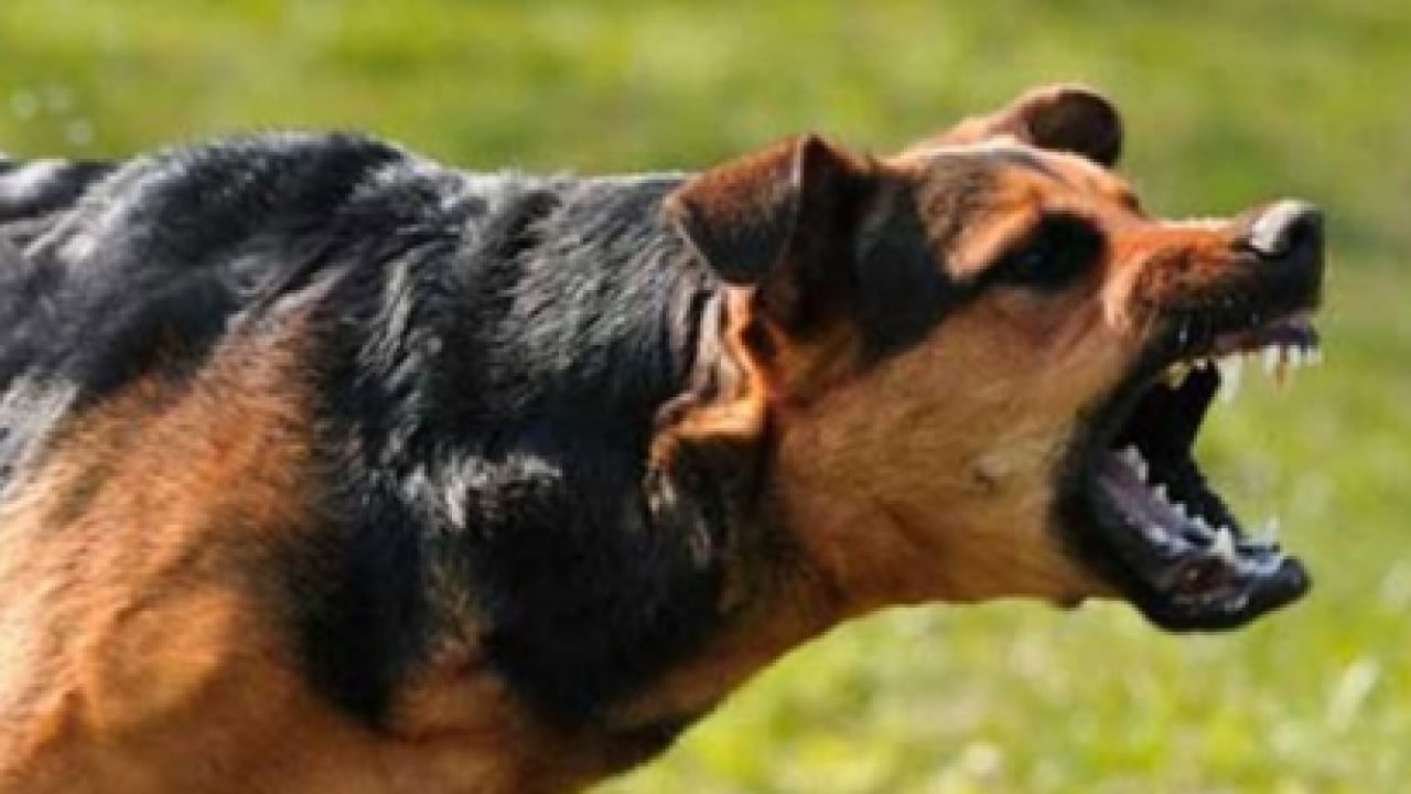 Foto - Otogarda ‘köpek terörü’ skandalı! Yolcu kadına vahşi saldırı
