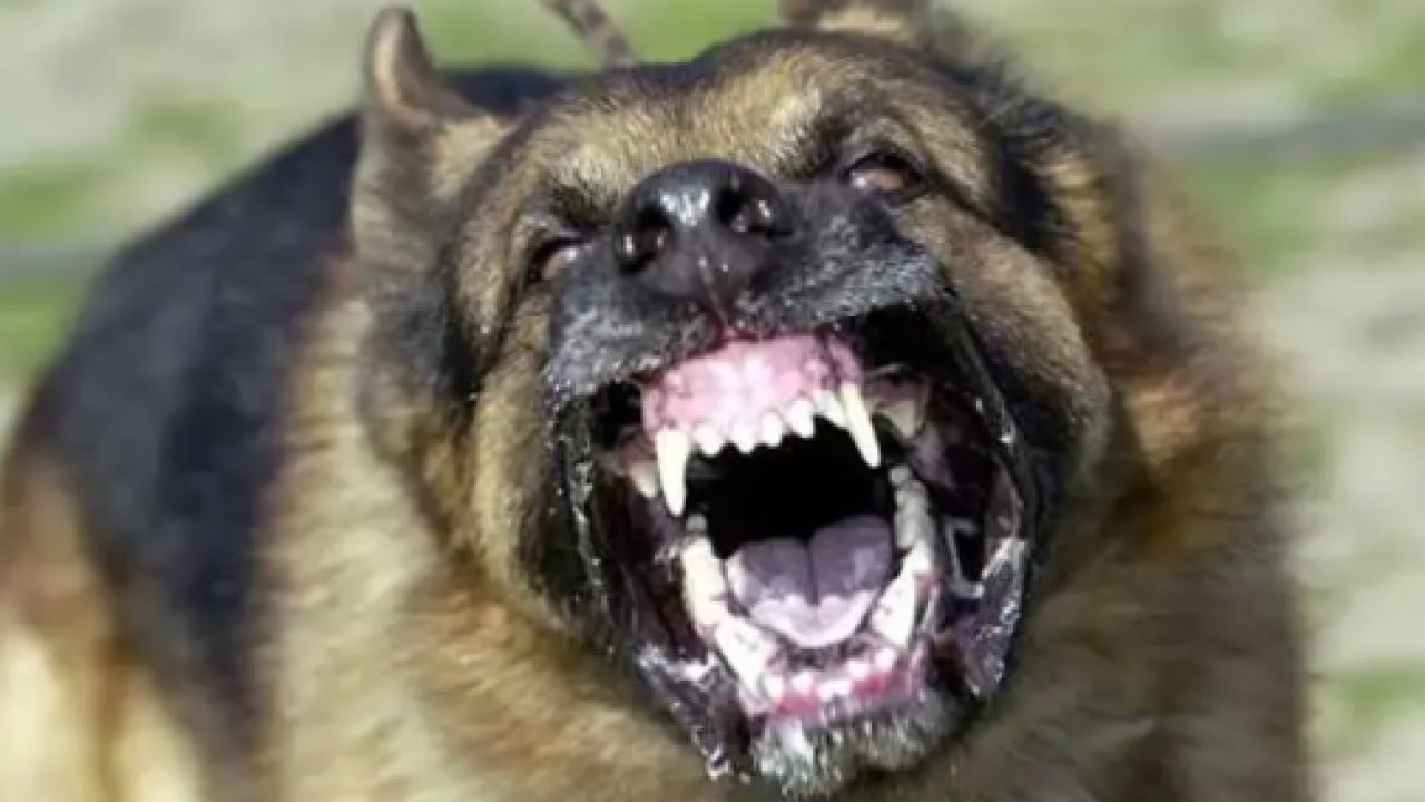 Foto - Otogarda ‘köpek terörü’ skandalı! Yolcu kadına vahşi saldırı