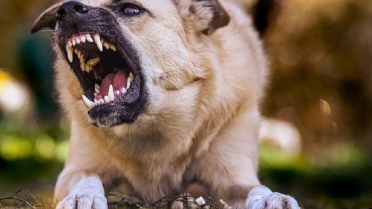 Otogarda ‘köpek terörü’ skandalı! Yolcu kadına vahşi saldırı