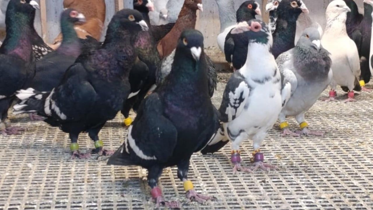 Foto - Otomobil fiyatına güvercin