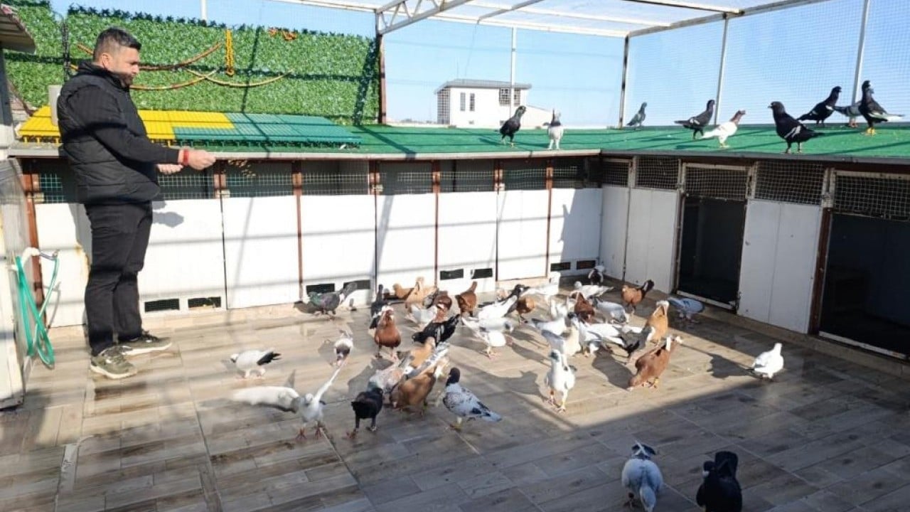 Otomobil fiyatına güvercin