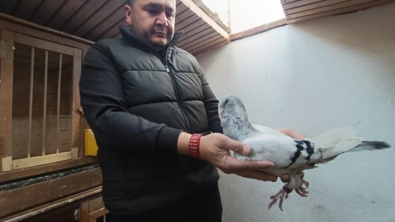 Foto - Otomobil fiyatına güvercin