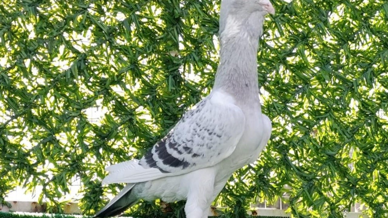 Foto - Otomobil fiyatına güvercin