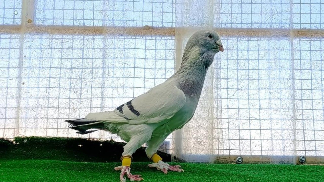 Foto - Otomobil fiyatına güvercin