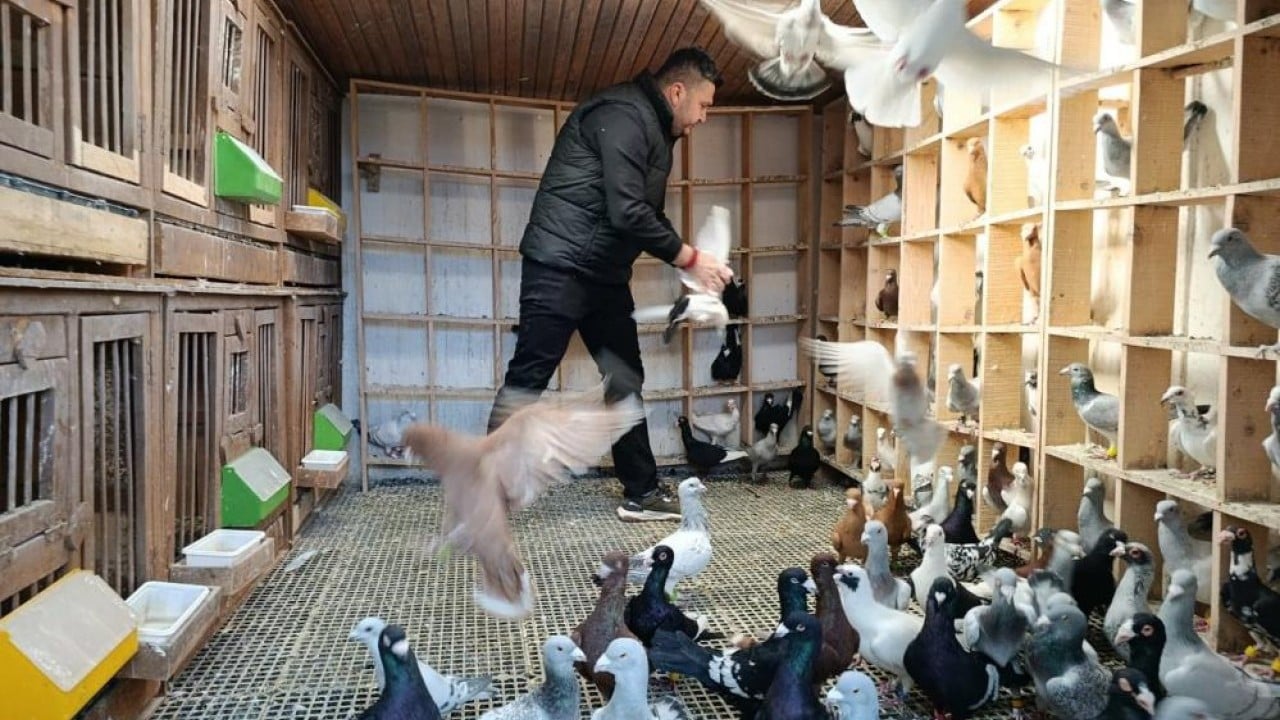 Foto - Otomobil fiyatına güvercin