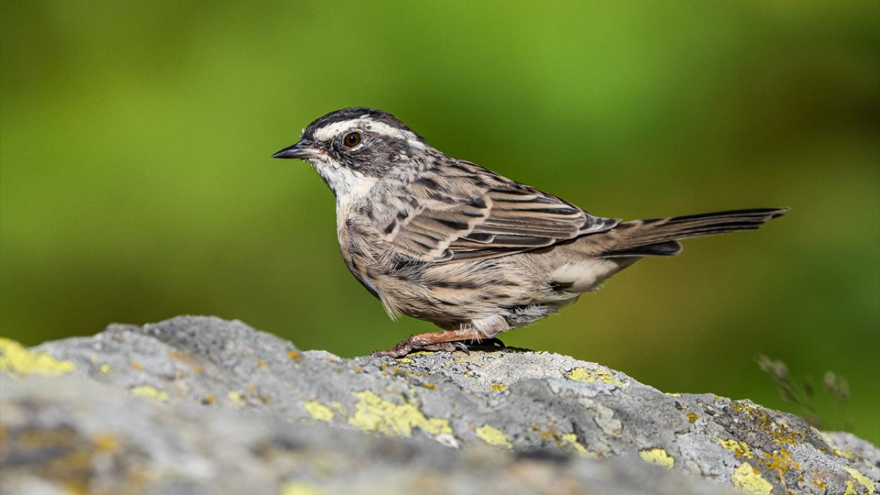 Foto - Ovit Dağı’na birde böyle bakın! Doğal yaşamıyla öne çıkıyor