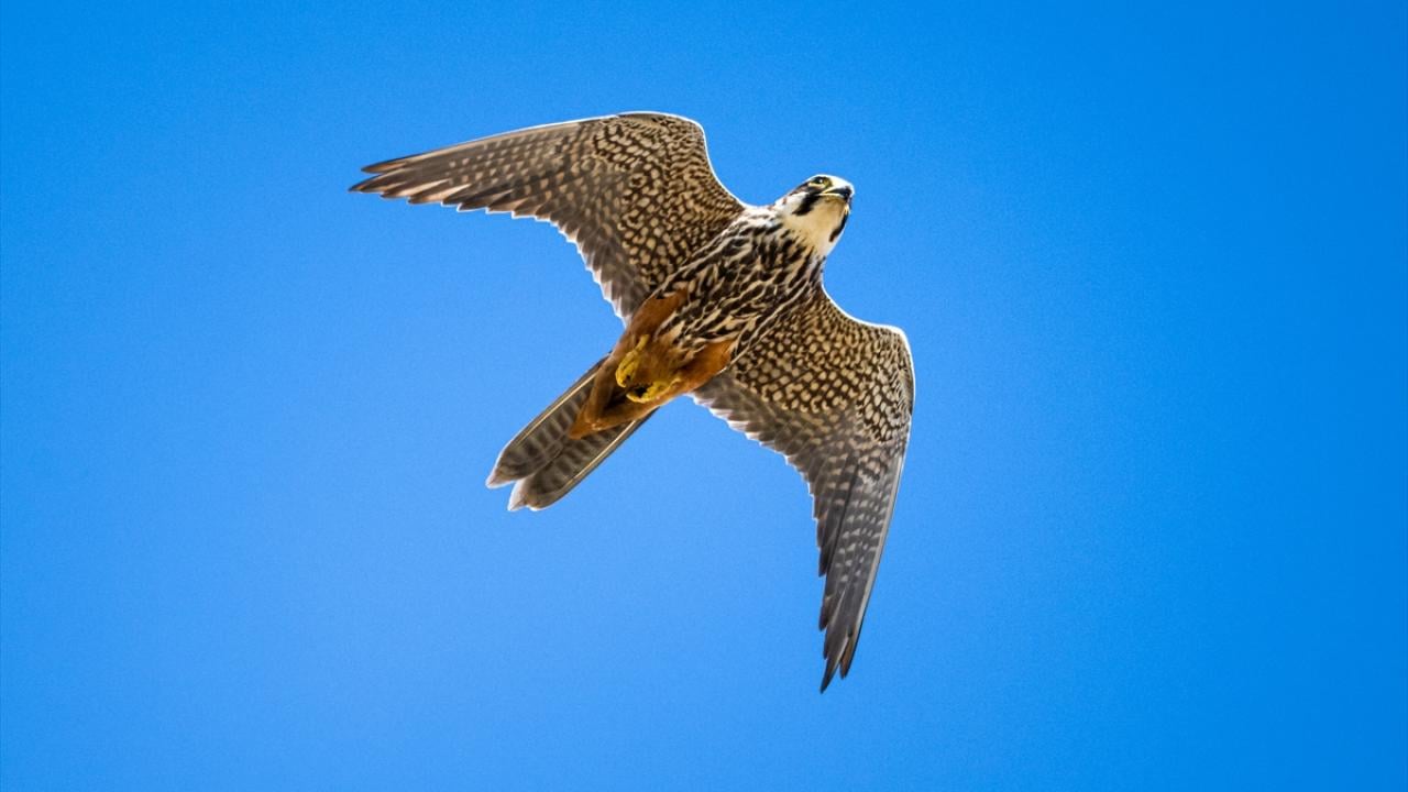Foto - Ovit Dağı’na birde böyle bakın! Doğal yaşamıyla öne çıkıyor