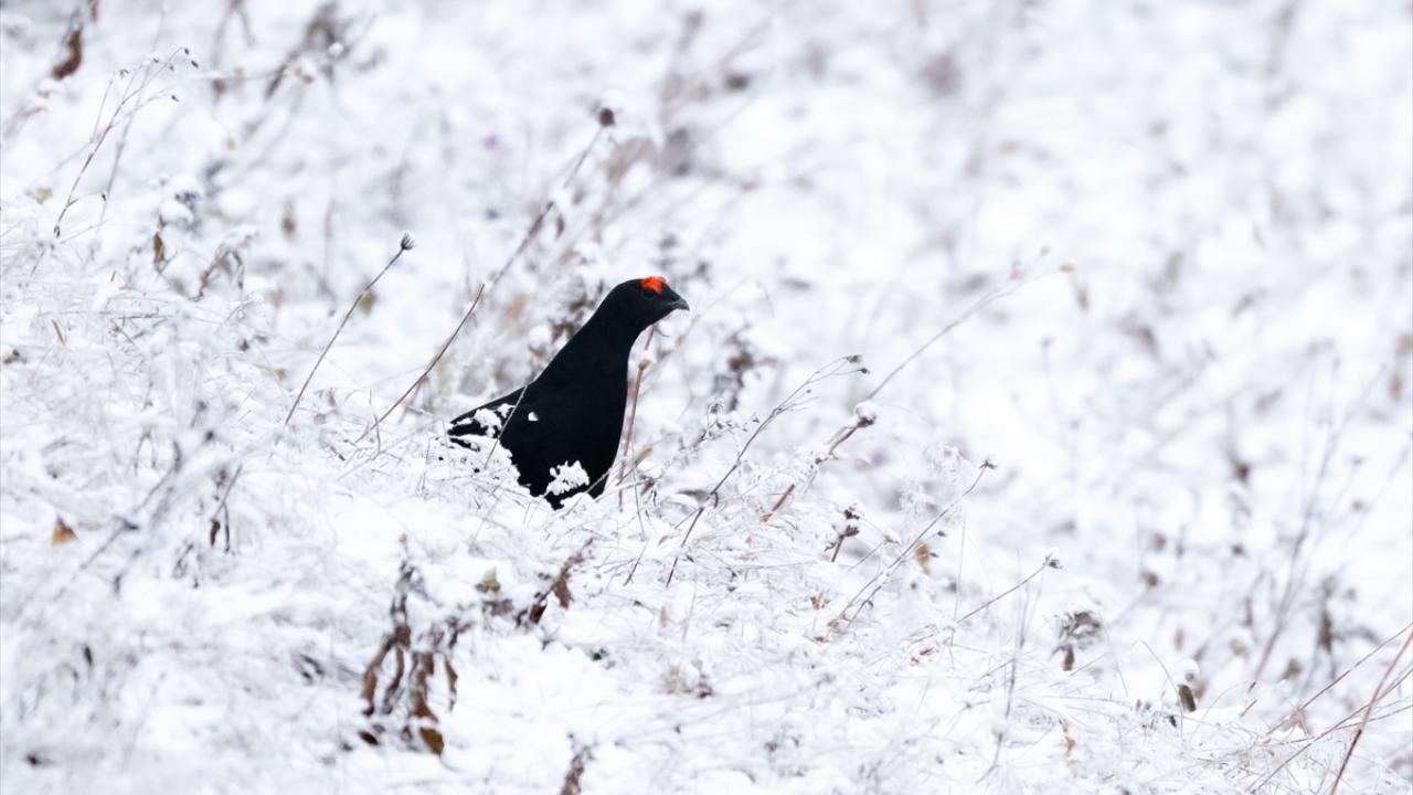 Foto - Ovit Dağı’na birde böyle bakın! Doğal yaşamıyla öne çıkıyor