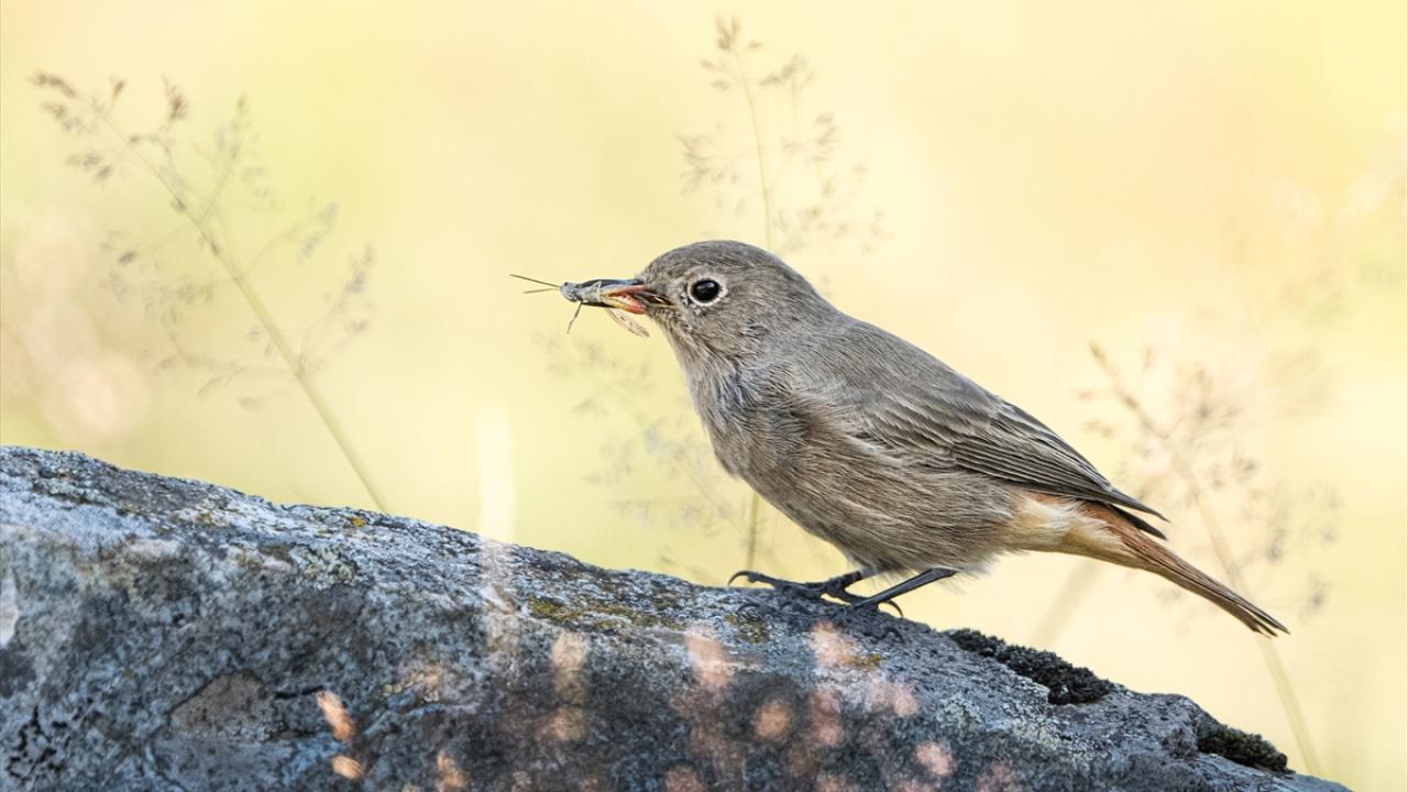Foto - Ovit Dağı’na birde böyle bakın! Doğal yaşamıyla öne çıkıyor