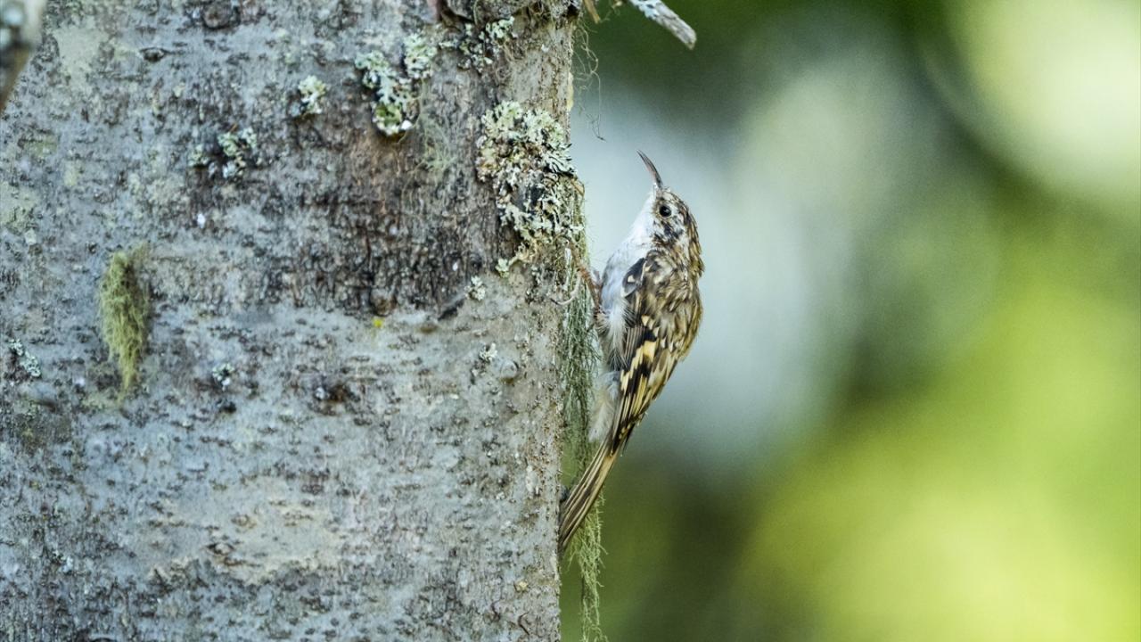 Foto - Ovit Dağı’na birde böyle bakın! Doğal yaşamıyla öne çıkıyor